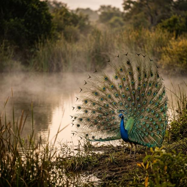 A wild peacock displaying beside a waterhole in a Sri Lankan national park at dawn