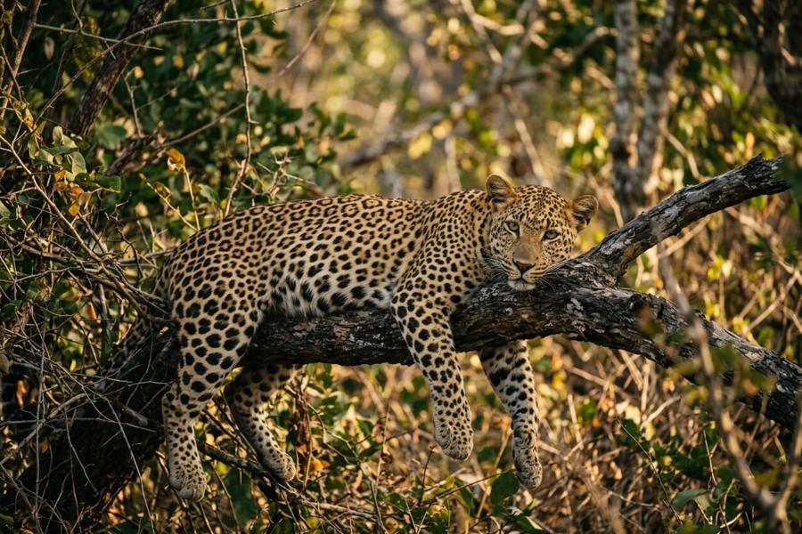 A wild Sri Lankan leopard resting on a low branch in dry scrub forest